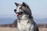 AKITA INU 215
